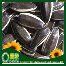2017 new crop american type confectionary bulk black striped Oil sunflower seed